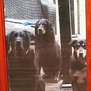 Meet your Posher, Renee